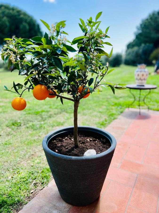B&B Valle D'Oro Ansedonia Luaran gambar
